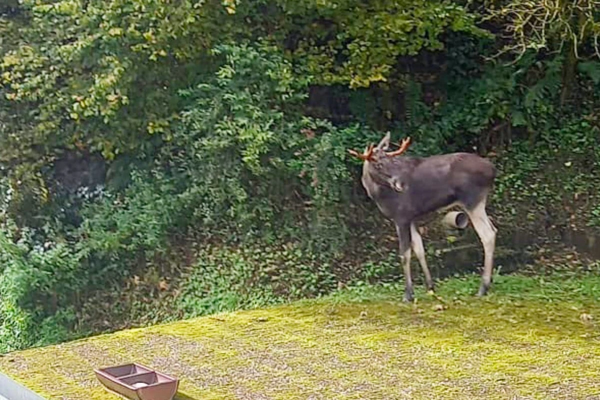 Da steht ein Elch aufm Dach ... Rentnerin macht lustige Entdeckung