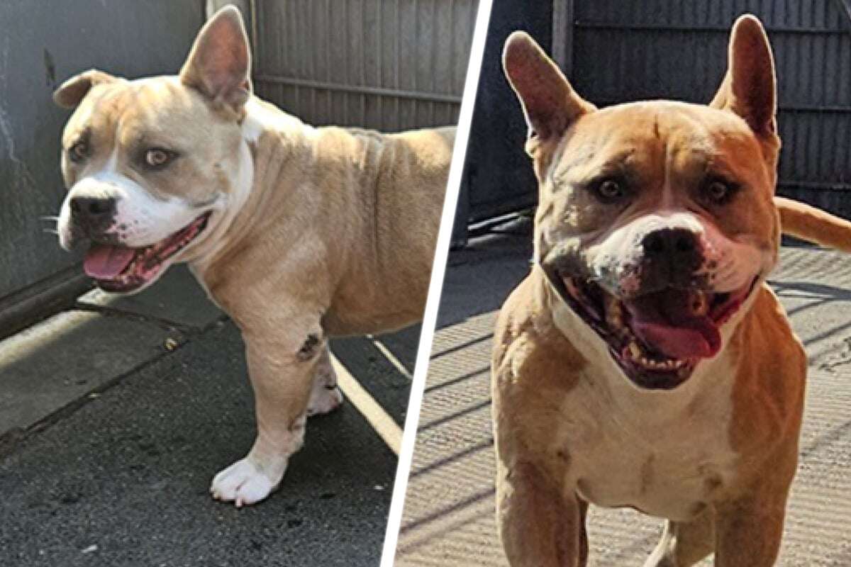 American-Bully-Rüde wurde sichergestellt: Was wird jetzt aus Bodo?