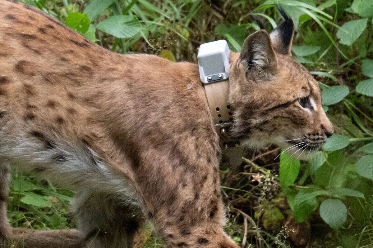 In Sachsen ausgewildert: Luchs-Dame ist jetzt nach Thüringen gewandert