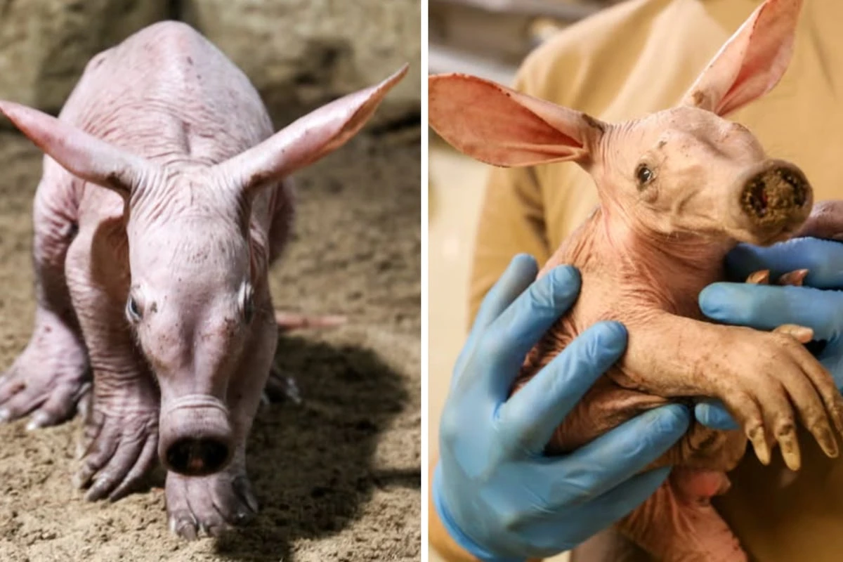 Kulleraugen und Mini-Rüssel - Berliner Zoo zeigt erstmals seinen kuriosen Neuzugang