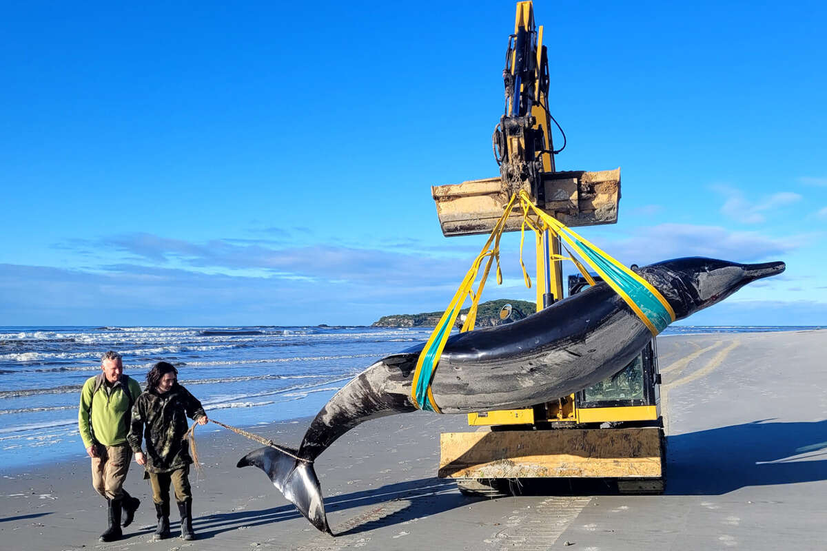 Nur wenige Exemplare bekannt: Seltenes Tier an den Strand gespült