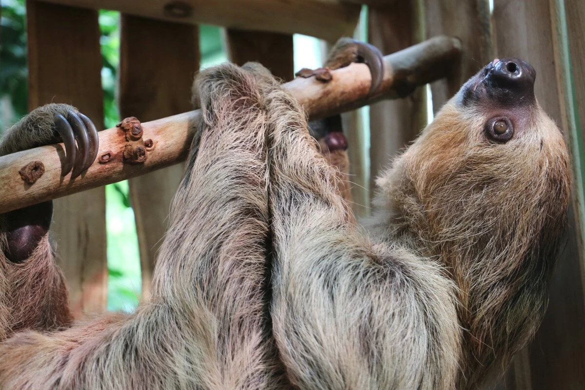 Liebe auf Sparflamme im Berliner Zoo: So reagierte Faultier Charlie auf sein erstes Date