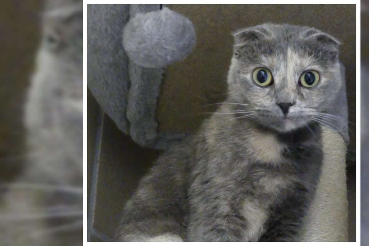 Lillifee wurde mitten in der Stadt ausgesetzt, jetzt sucht die süße Scottish Fold ein Zuhause