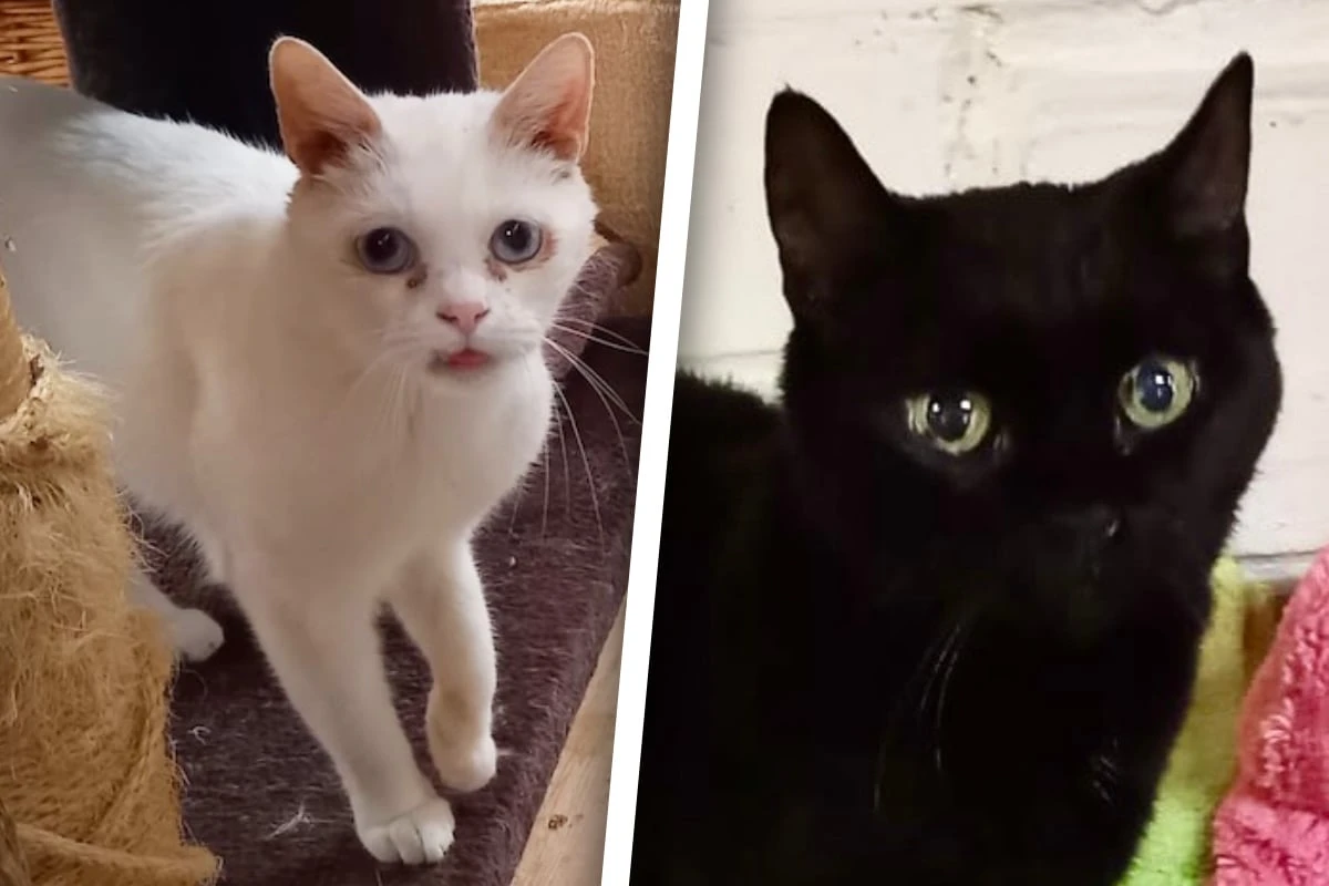 Alt, aber noch voll auf Zack: Wer hat ein Herz für Katzensenioren?