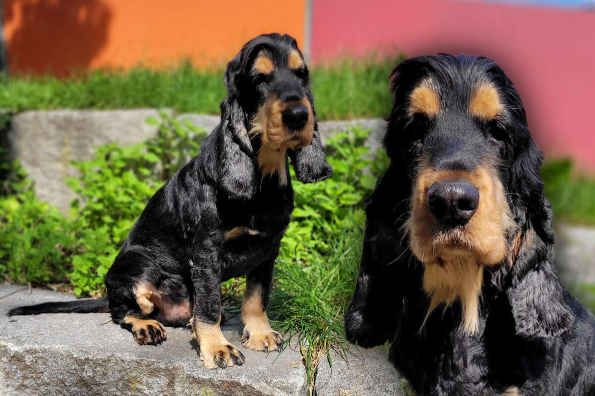 Cocker Spaniel 