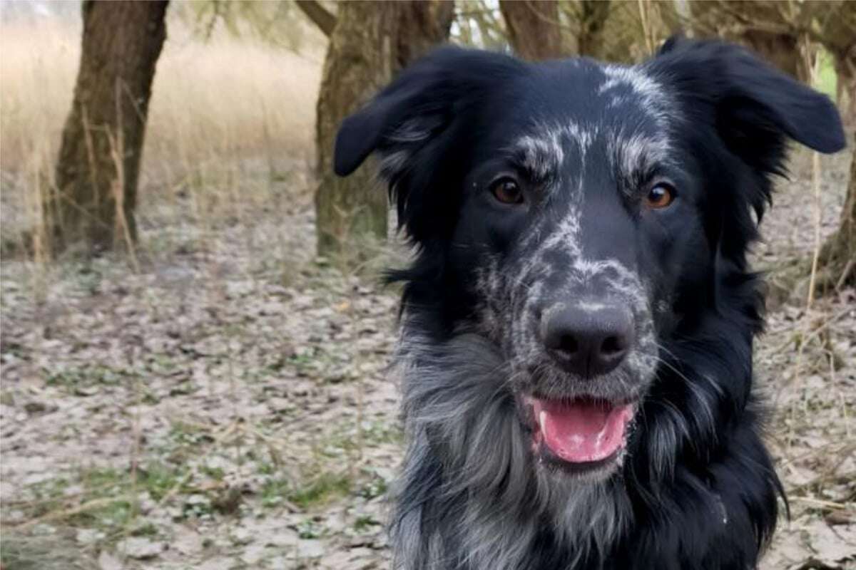 Gibt es für ihn ein Happy End? Fundhund Cujo sucht ein richtiges Zuhause