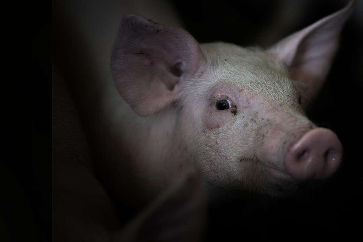 Tragödie zu Weihnachten: Schweine greifen Rentnerin (†75) an und fressen sie teilweise auf