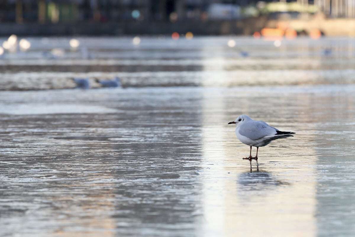 Es wird immer frostiger: Winter hat Hamburg fest im Griff