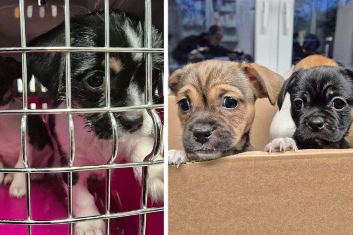 Sieben Hundewelpen bei Regen herzlos in Park ausgesetzt: Was wird jetzt aus ihnen?