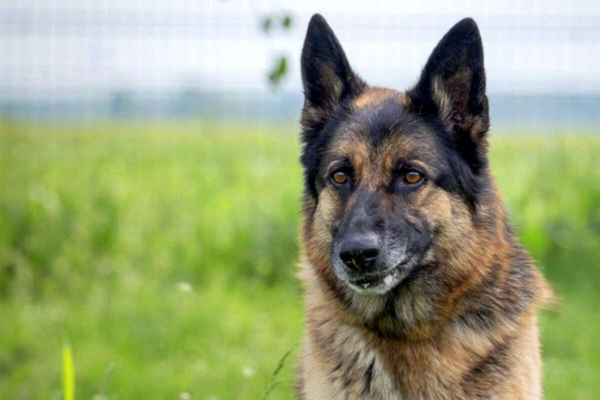 Mit Maulkorb an Baum festgebunden: Aron von Besitzern kaltherzig ausgesetzt