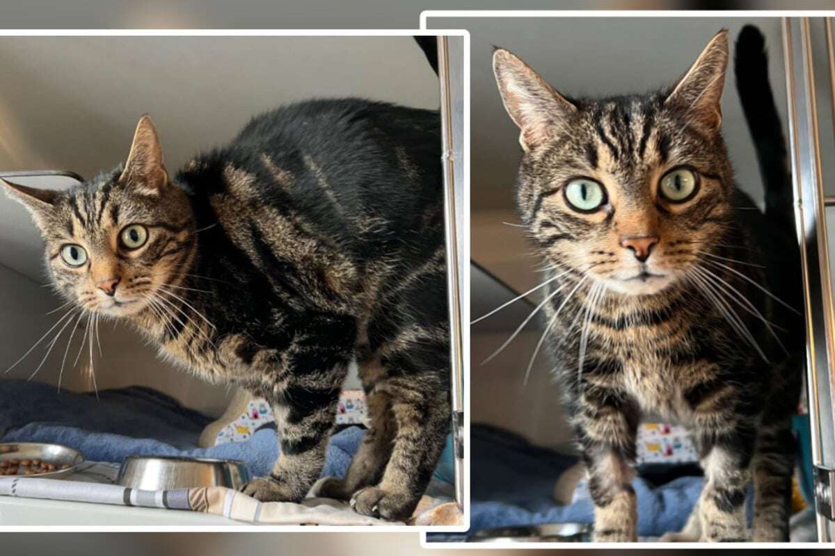 Ex-Besitzer ließen Kater Tom nach OP eiskalt im Stich, jetzt will er Trauma hinter sich lassen