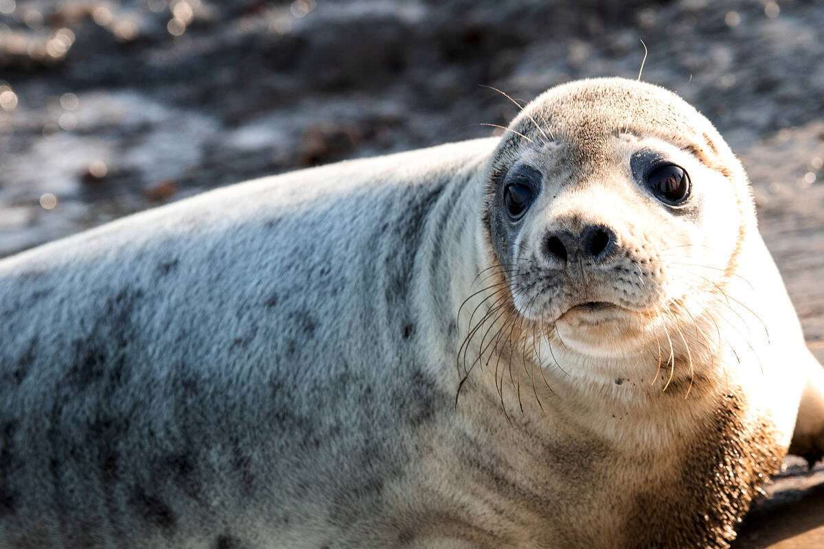 Robben-Sterben in der Ostsee: Warum sind die Meerestiere verendet?