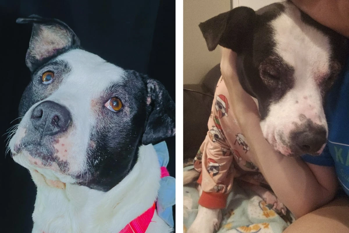 Sieben Jahre Tierheim, fünf Adoptionen: 