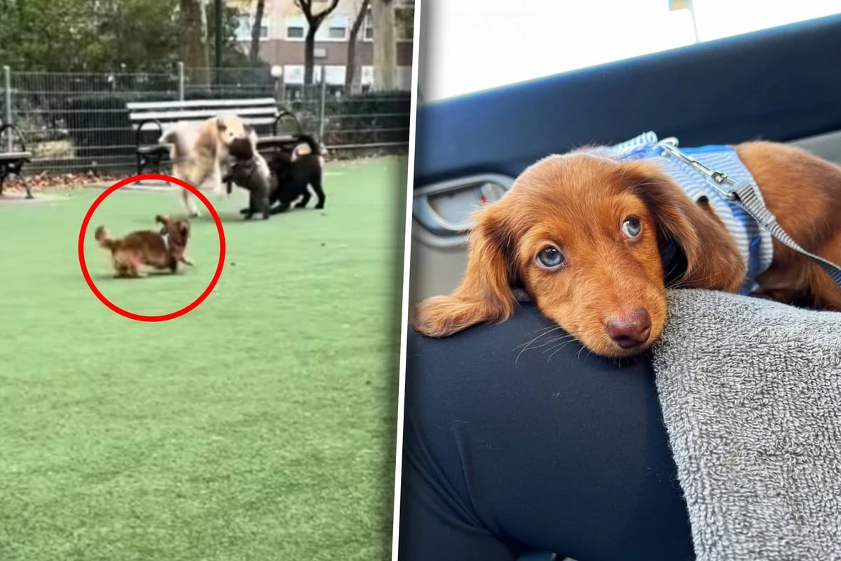 Als Frau sieht, wie Hunde ihren Dackel im Park behandeln, bricht nicht nur ihr das Herz