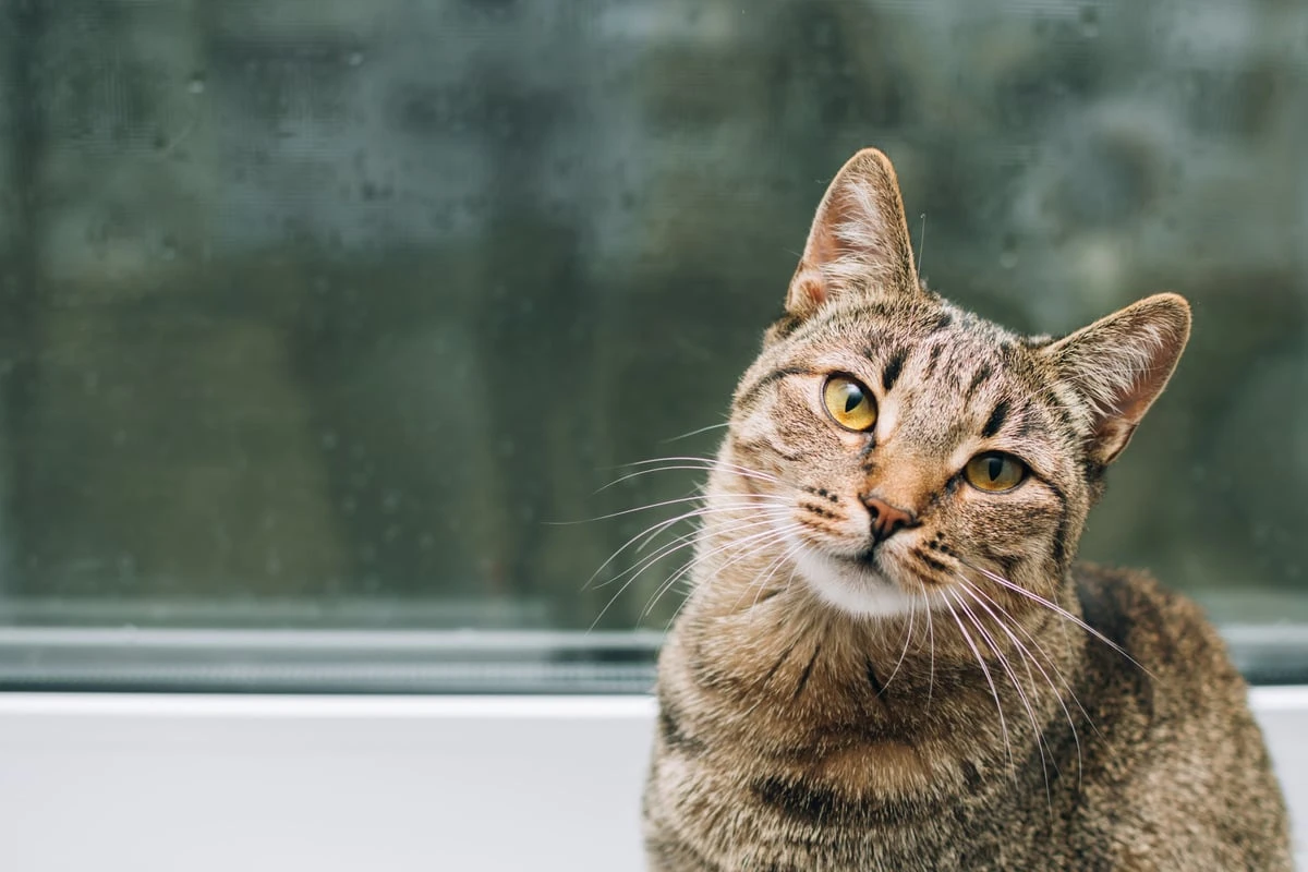 Vom Freigänger zum Stubentiger? So gewöhnst Du Deiner Katze den Freigang ab