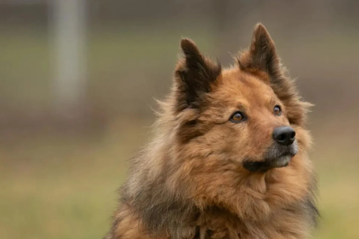Pelle wurde vernachlässigt und ausgetauscht: Wer schenkt dem Hund ein Zuhause?