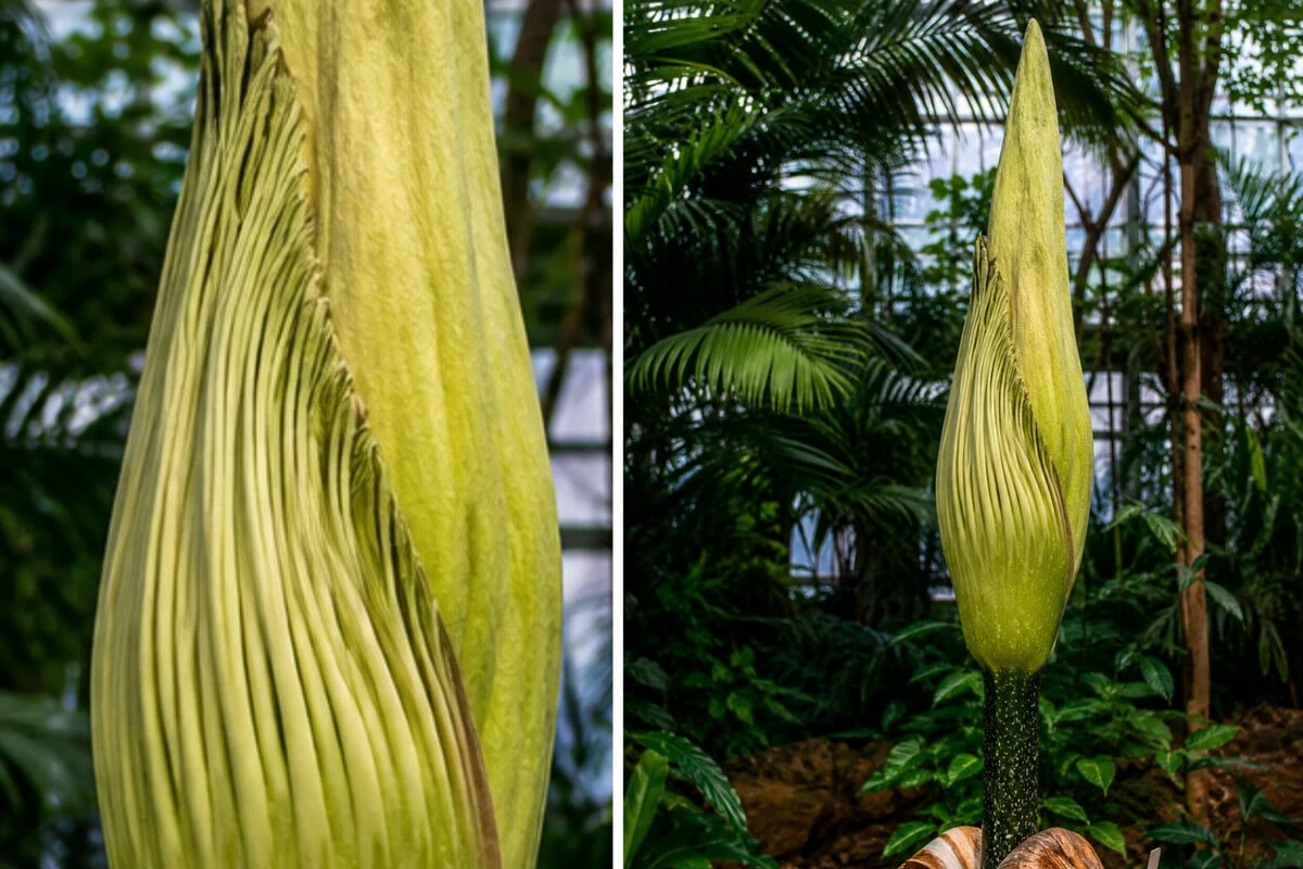 Spezielles Diebesgut: Stinkende Penispflanze aus Botanischem Garten gestohlen