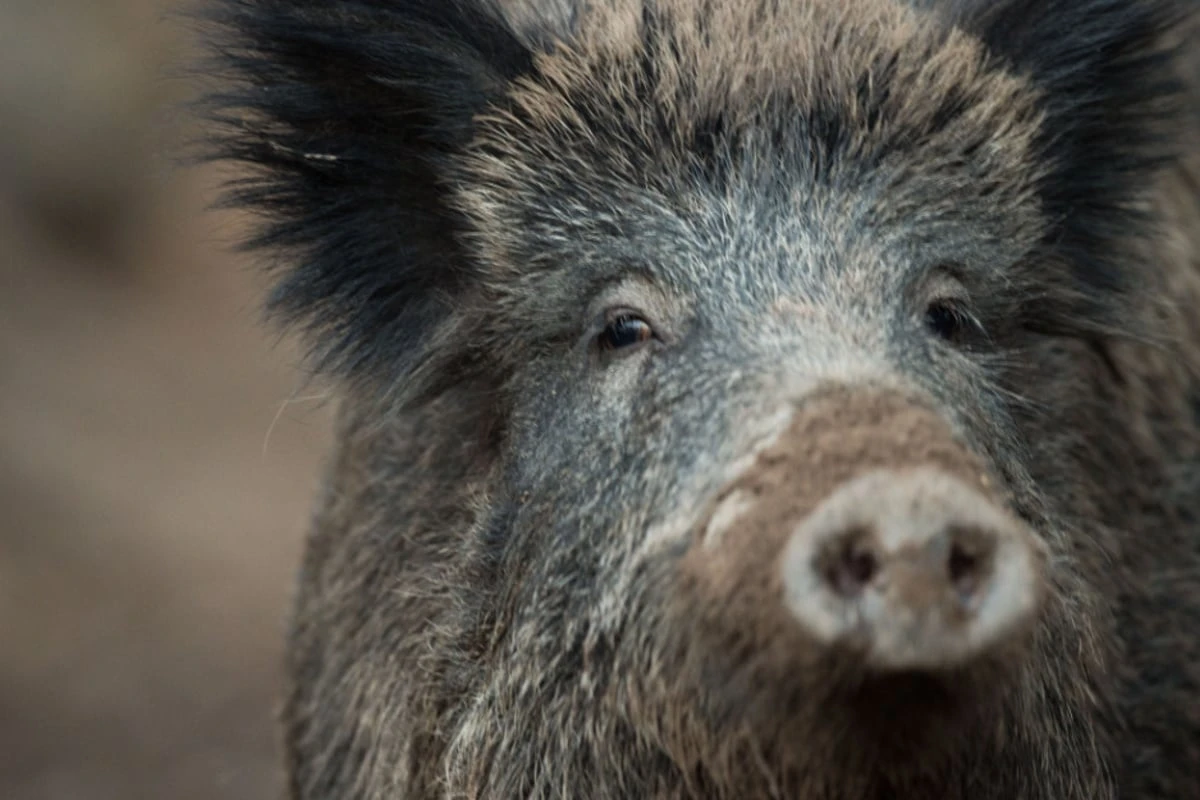 In Thüringen darf geschossen werden: Mit Jagdprämie gegen Schweinepest