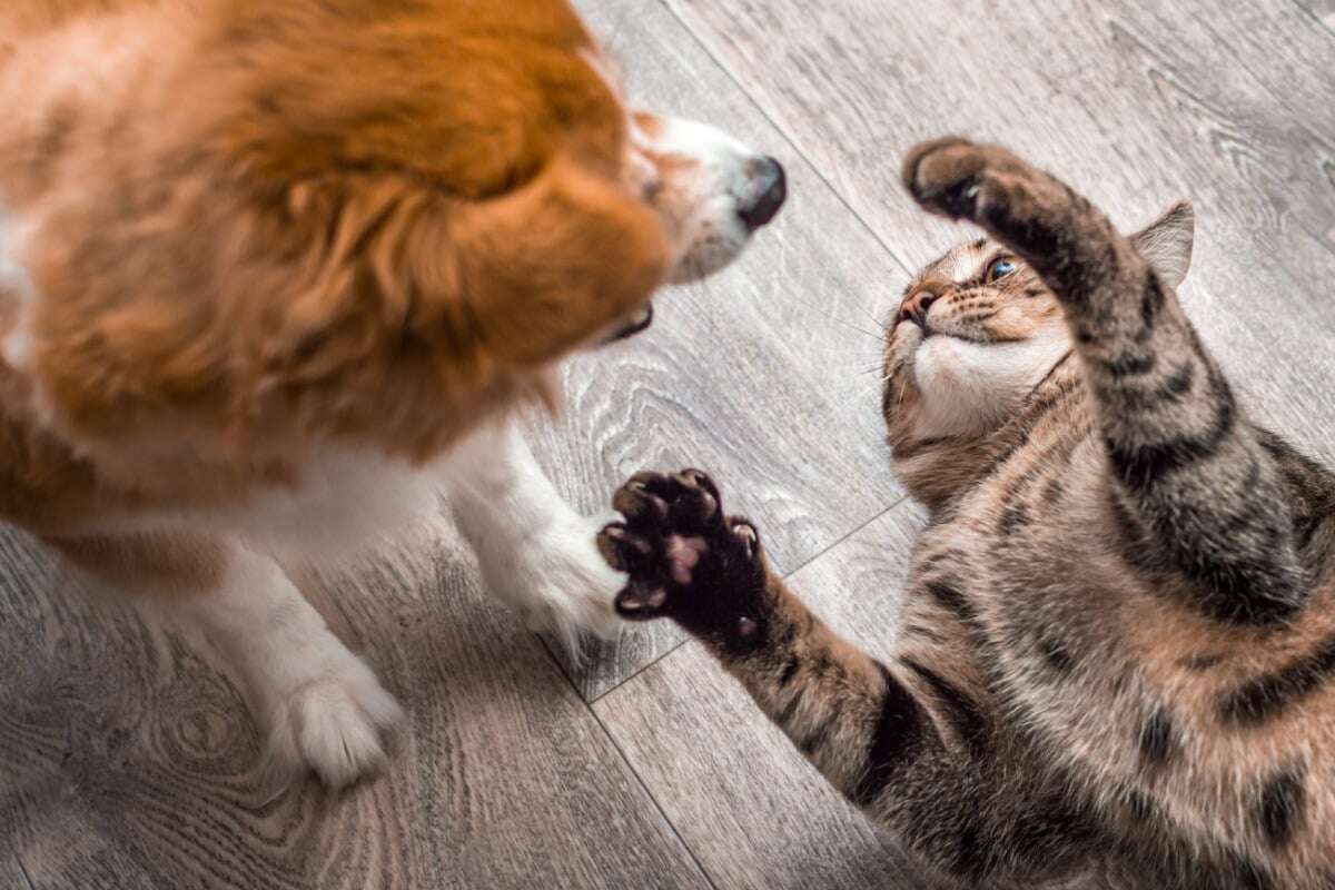 Katze wird mit Hund wiedervereint, Zuschauer sind zu Tränen gerührt