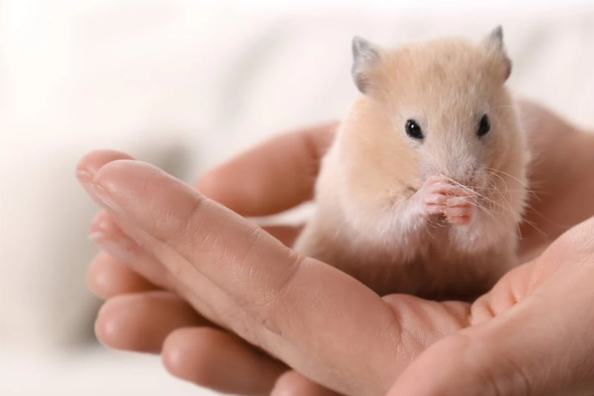 Weil er Teil der Familie ist: Hamster und Urlaub richtig planen