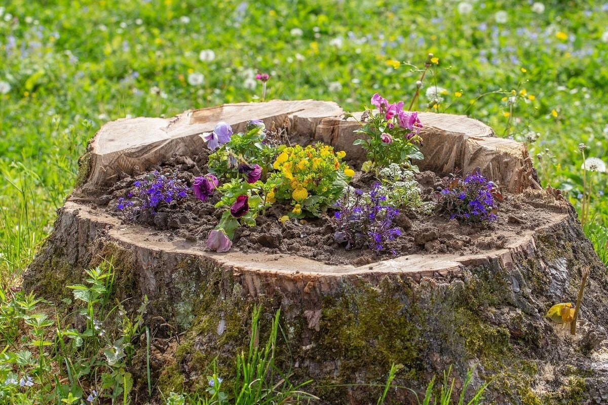 Garten-Makeover: Baumstumpf bepflanzen und in einen Blickfänger verwandeln