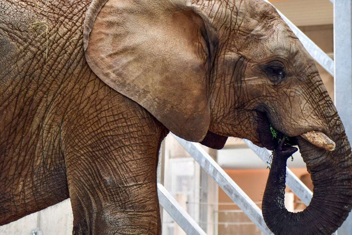 Kurioser Fall beschäftigt Richter: Darf ein Elefant seine Freilassung einklagen?