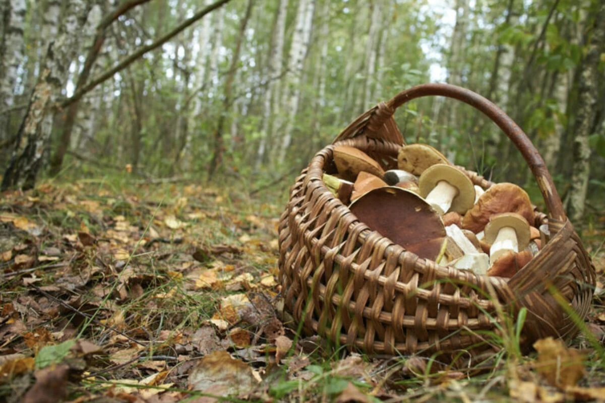 Pilzsuche endet für Rentnerpaar mit Vermisstenmeldung und Polizeieinsatz