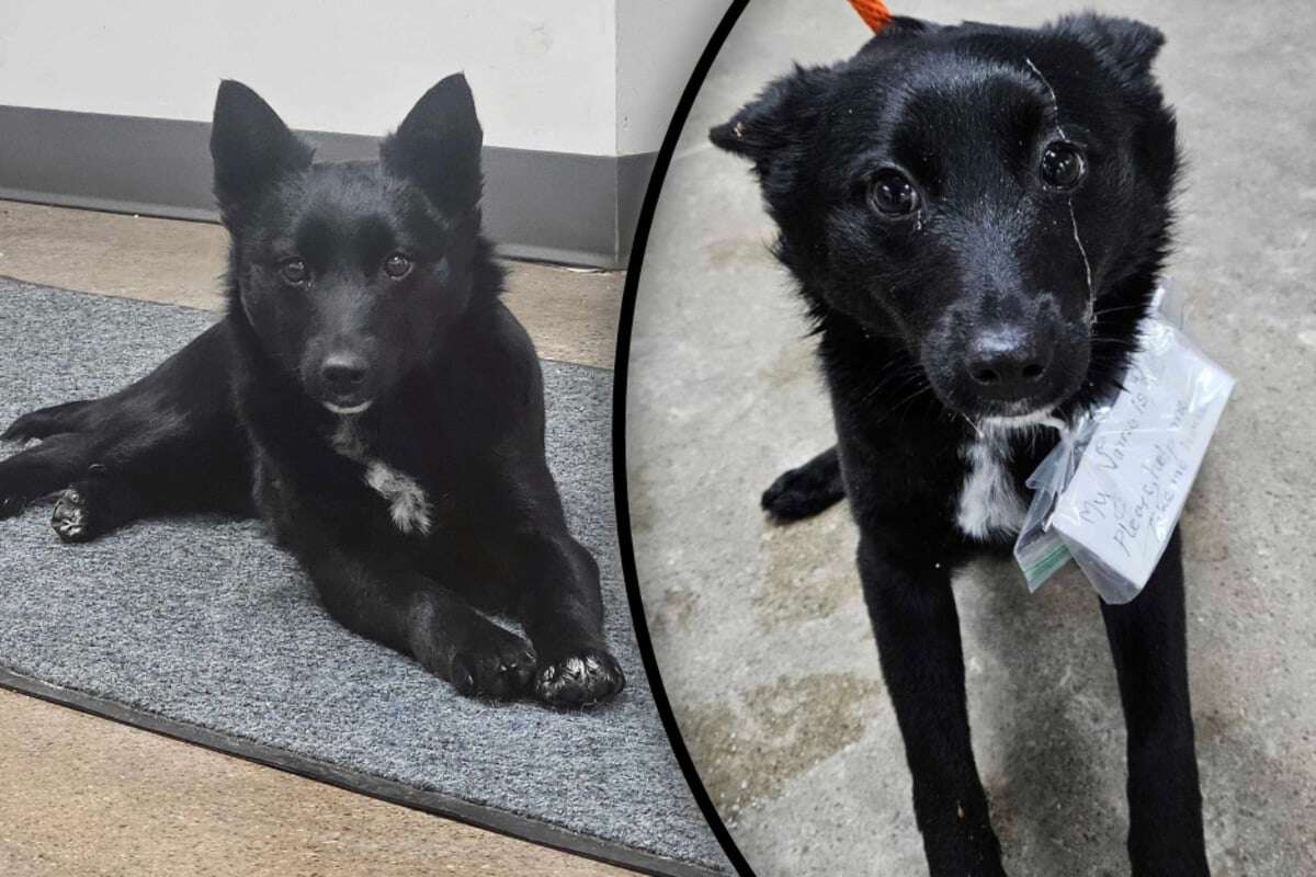 Hund wird vor Supermarkt ausgesetzt: Was auf seinem Halsband steht, berührt