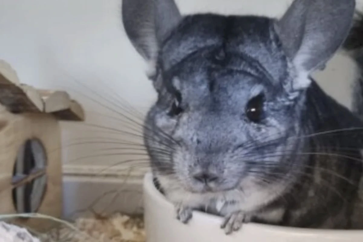 Einsam im Tierheim: Chinchilla Marv sehnt sich nach Gesellschaft