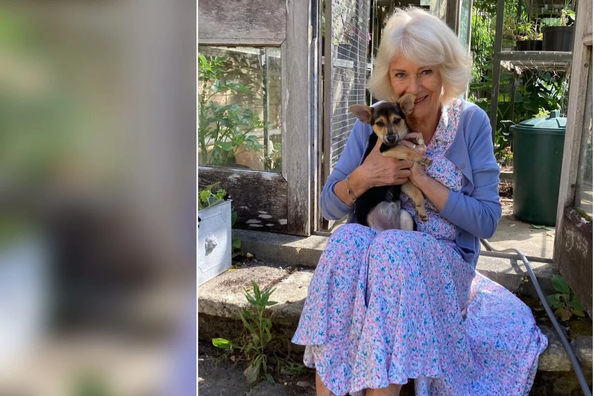Königin Camilla im Hundeglück! Hier stellt sie ihren neuen tierischen Begleiter vor