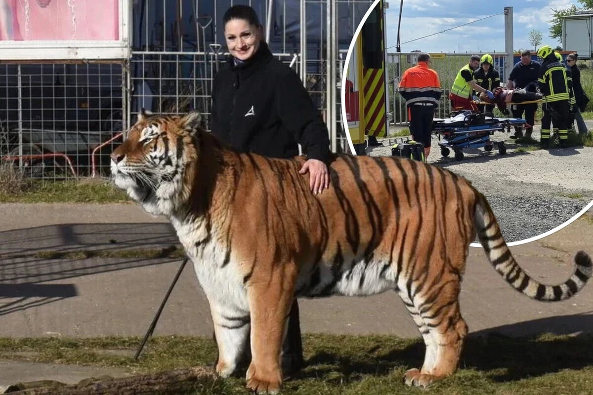 Nach Tiger-Angriff in Nordsachsen: So geht es dem verletzten Helfer