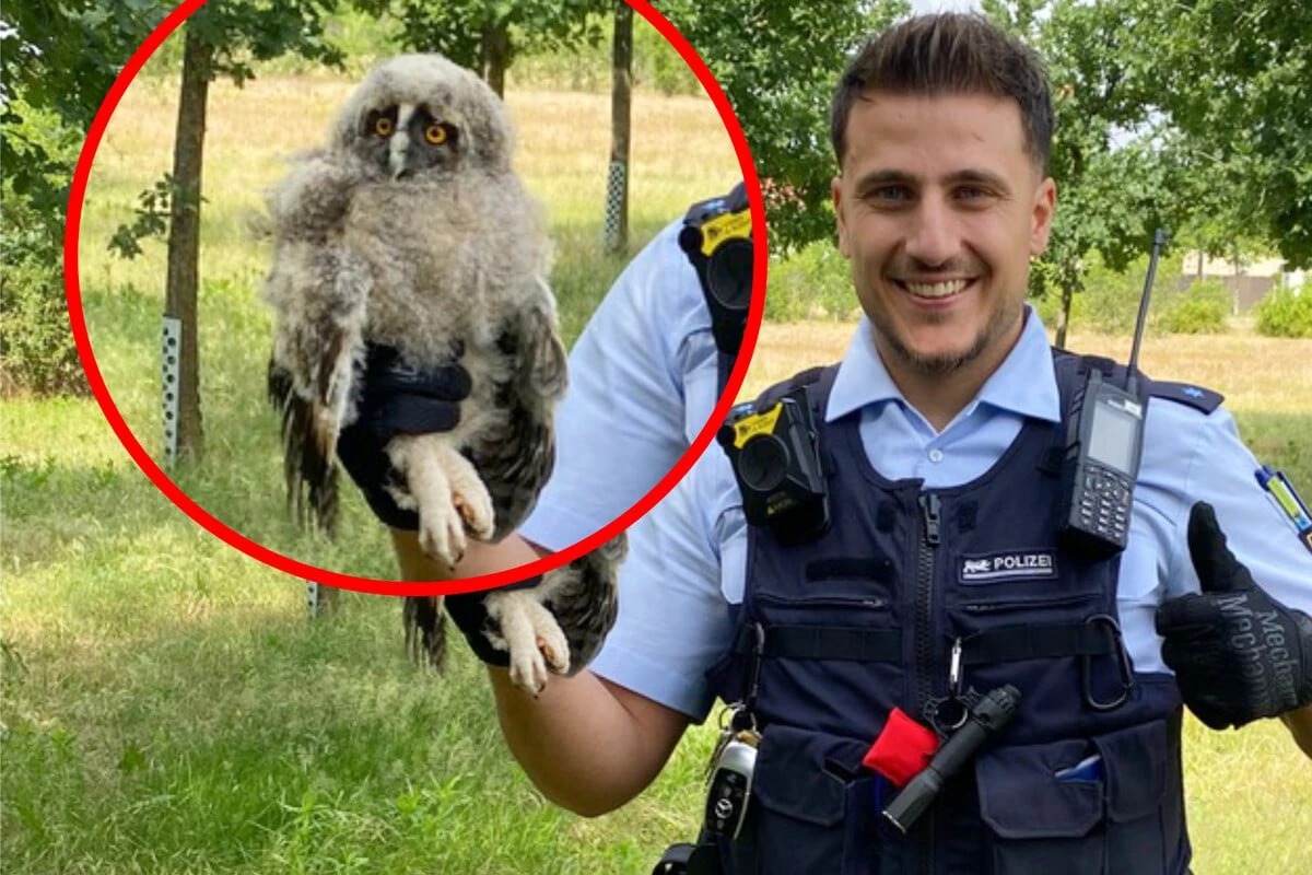 Eule fällt vom Baum: Polizei rückt zu tierischem Einsatz aus