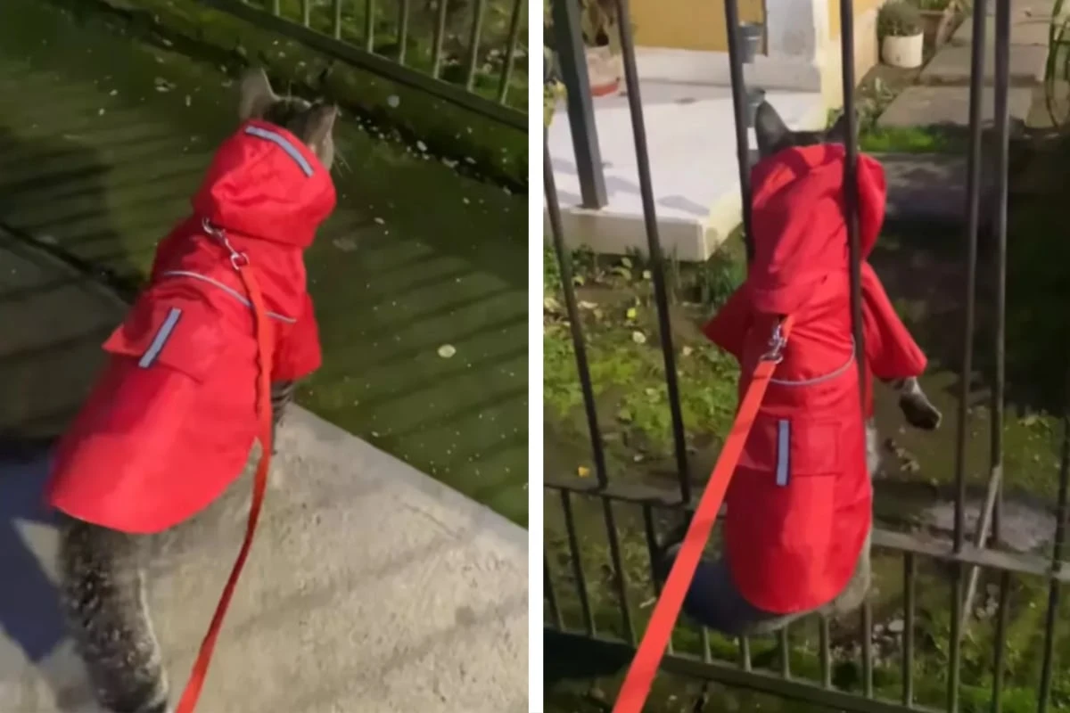 Frau geht mit ihrem Kater spazieren: Was dann geschieht, bringt alle zum Lachen