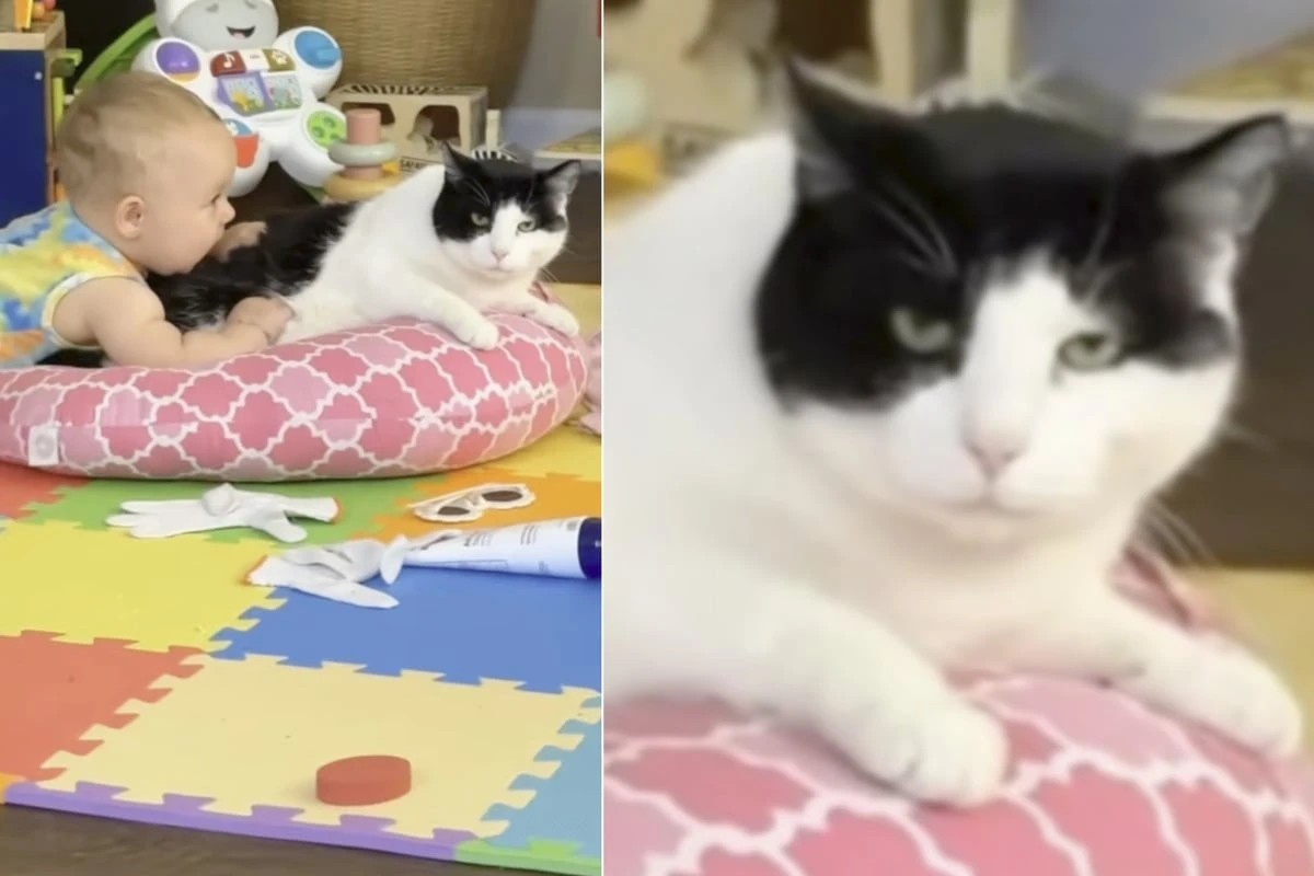 Schwangere hat Angst, dass Kater ihr Baby hassen wird: Monate später macht sie eine Entdeckung