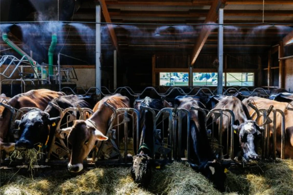 Kühe zu heiß: So sorgen Landwirte für Abkühlung im Stall