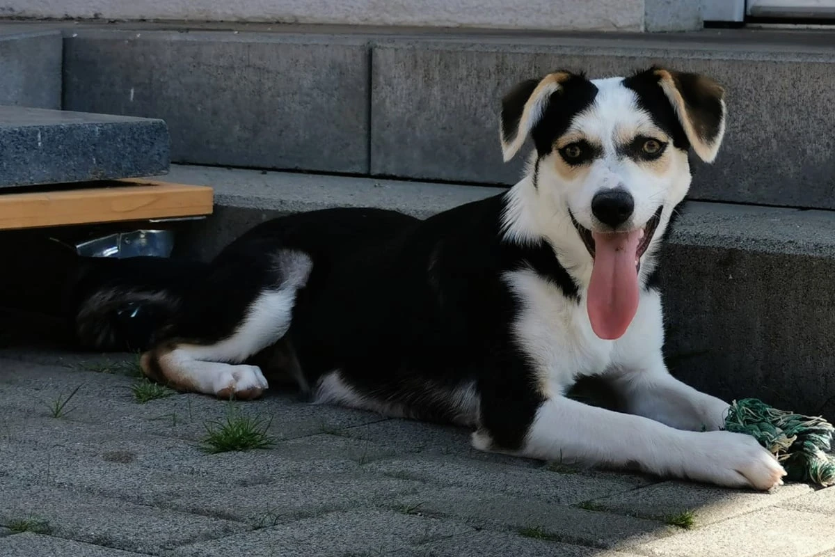 Freche Bounty sucht sportliche Menschen mit Hunde-Erfahrung