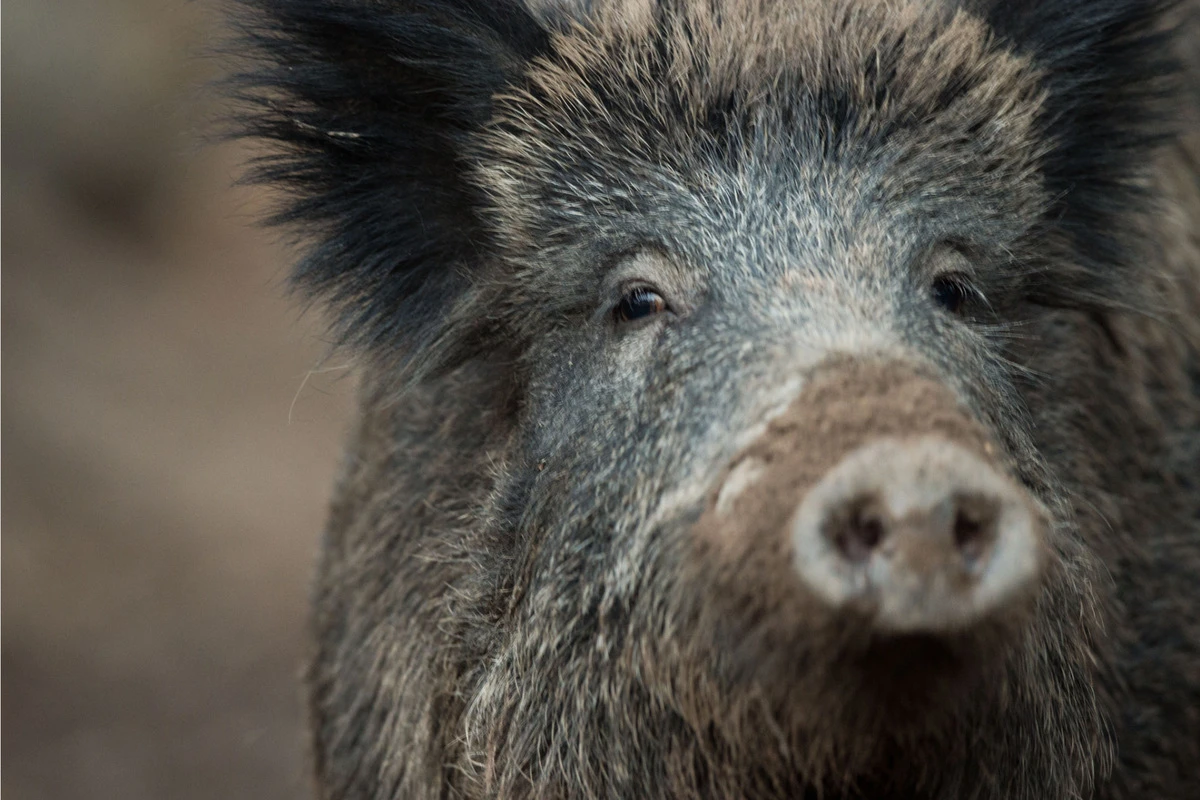 Afrikanische Schweinepest in Hessen: Weitere infizierte Wildschweine gefunden!