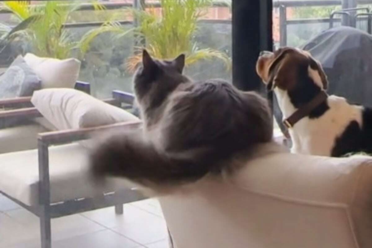 Hund von Katze aufgezogen? Virales Video begeistert Zuschauer