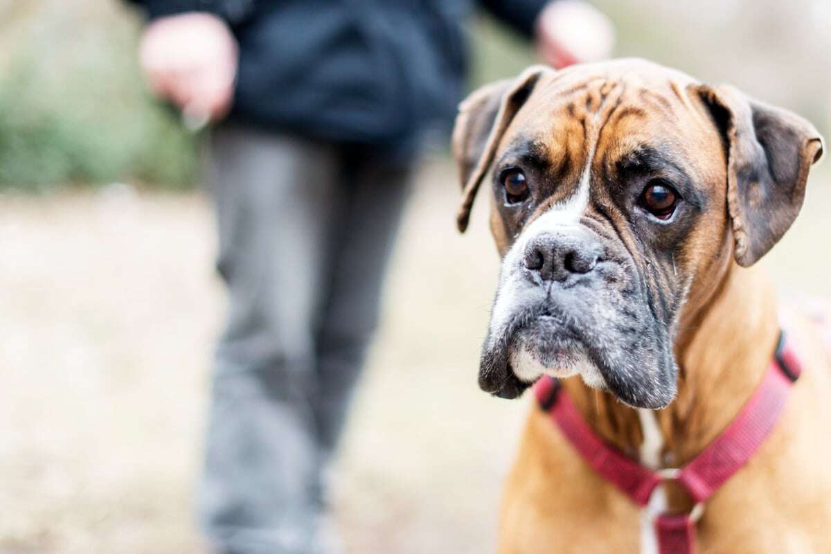 Hier können Hunde bald frei herumtollen: Paten gesucht!