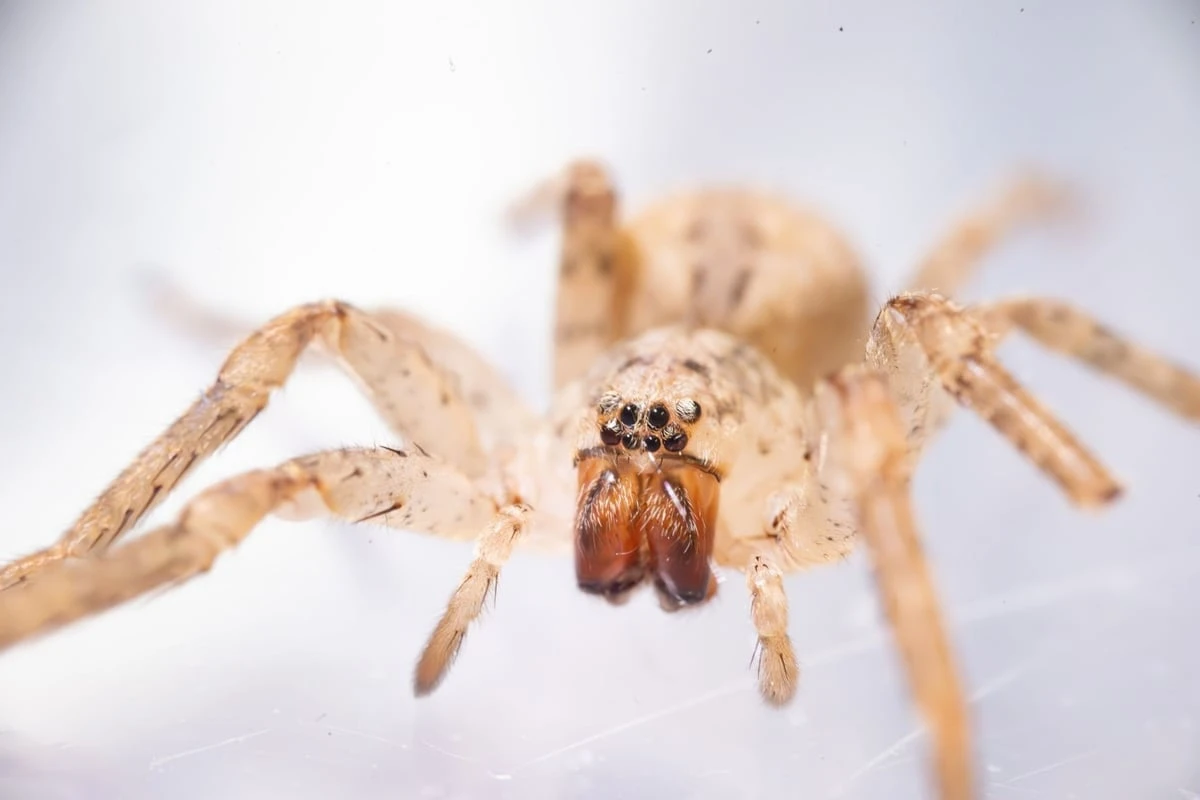 Fiese Giftspinne breitet sich in Sachsen aus