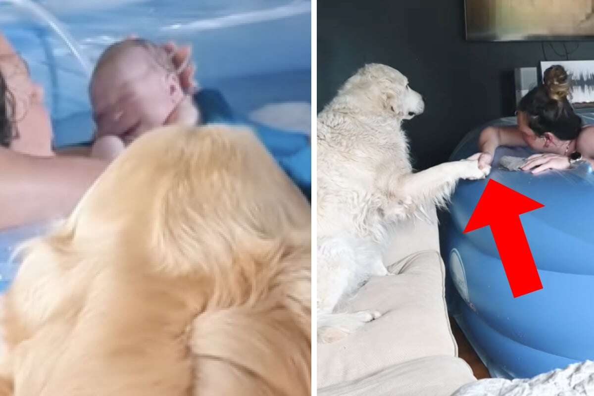 Frau bekommt Baby zu Hause: Wie drei Golden Retriever ihr während der Geburt beistehen, rührt zu Tränen