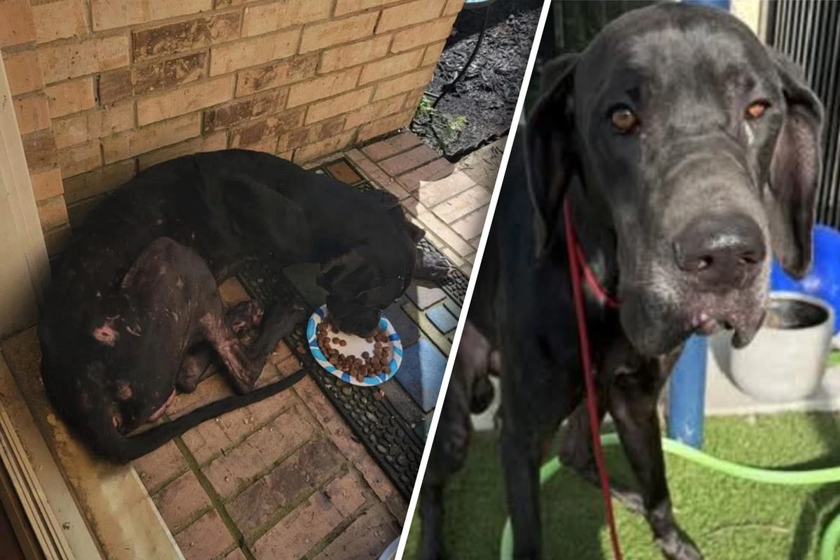 Was ist dieser Seele zugestoßen? Hund kommt extrem vernarbt ins Tierheim