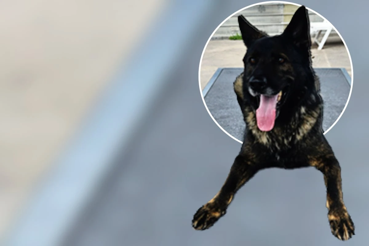 Nach Sicherstellung: Schäferhund Arkas sucht Menschen mit Hunde-Erfahrung