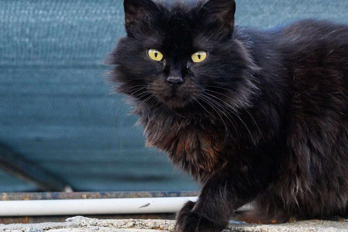 Katze auf Parkplatz entführt - Polizei rettet Stubentiger