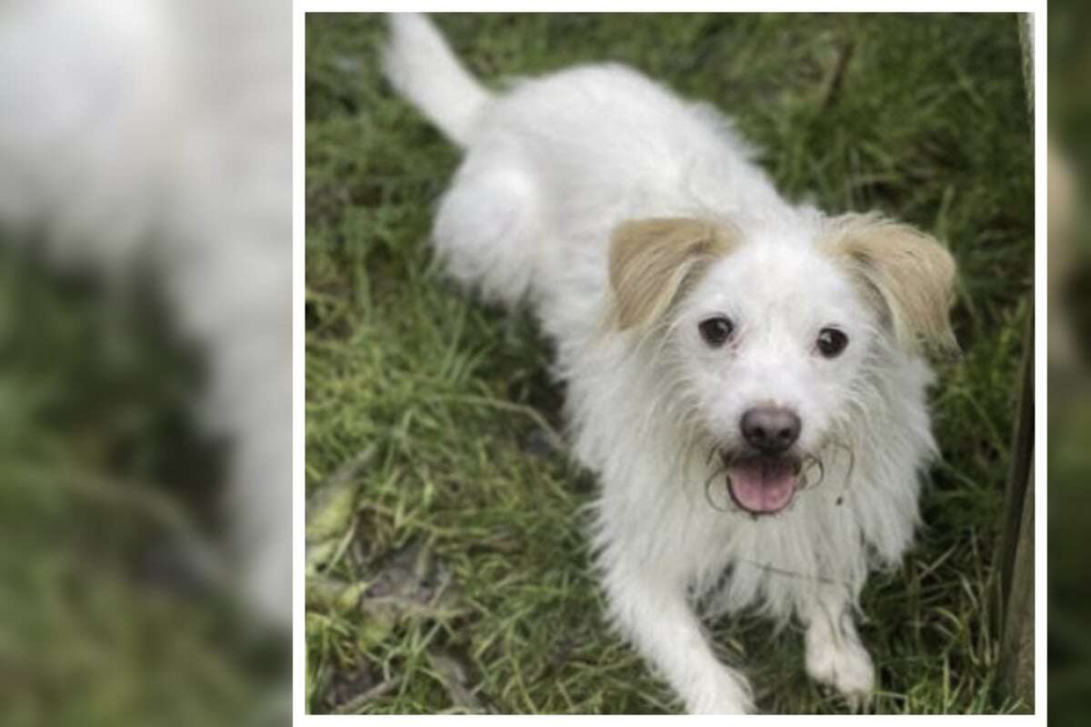 Parson Russell Terrier vermisst sein geliebtes Frauchen: Findet Lucky nochmals sein Glück?