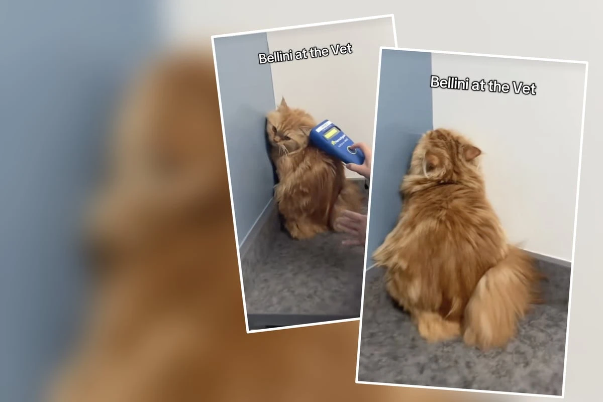 Kater Bellini muss zum Tierarzt: Was er dort macht, sorgt für Lacher im Netz