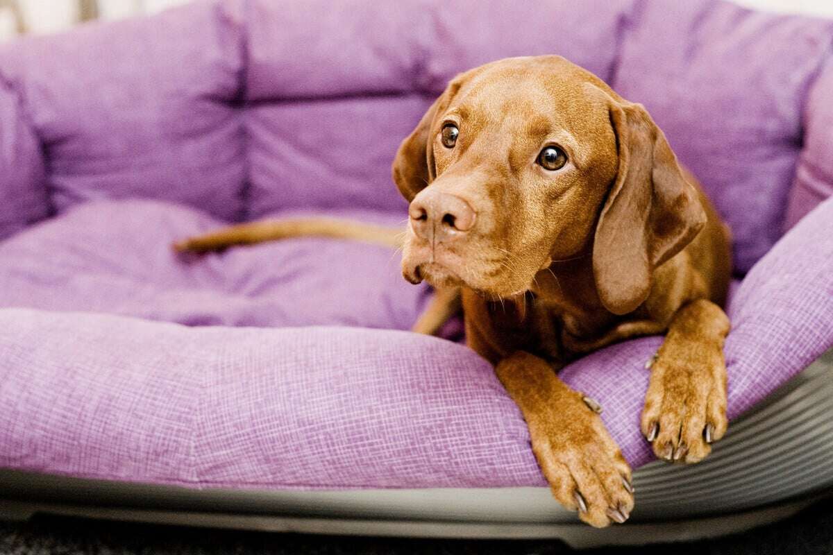 Ein Hund zieht ein: So klappt der Start mit neuem Vierbeiner