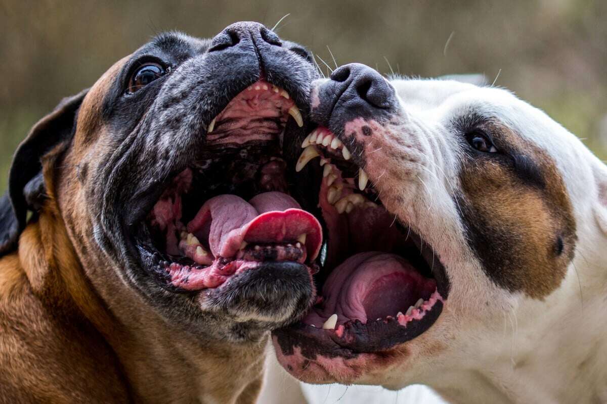 Horror-Attacke: Vier Hunde greifen Frau und kleine Kinder an!