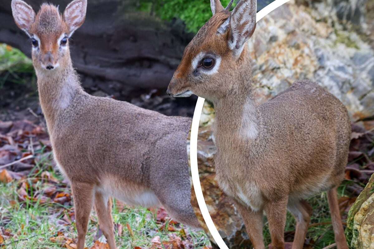 Zoo feiert zuckersüße Premiere! 