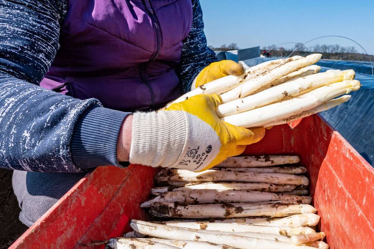 Mindestlohn, hohe Energiekosten, sparsame Kunden: Explodieren jetzt die Spargel-Preise?